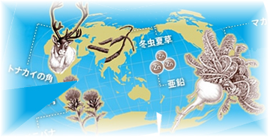 サントリーのマカ 冬虫夏草配合成分の世界の現存地